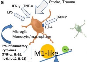 microglia-and-monocytesmacrophages-polarization-reveal-novel-therapeutic-mechanism-against-stroke