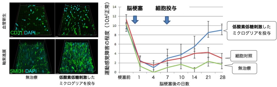 OGD刺激保護的ミクログリア投与による脳梗塞機能回復療法