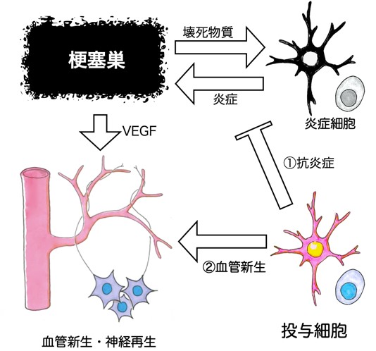 脳梗塞後の組織回復メカニズム