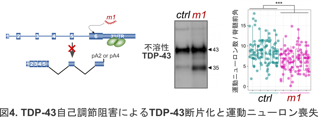 図4