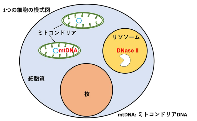 Nature communicationsにパーキンソン病に関する論文を掲載しました