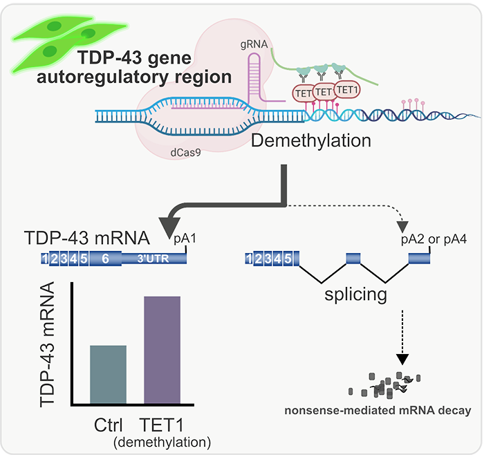 TDP-43-DNA-methylation-may-contribute-to-the-mystery-of-age-dependent